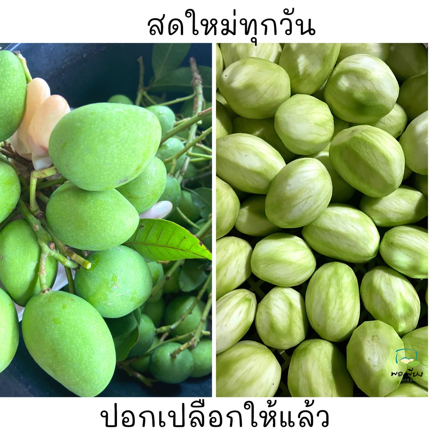 มะม่วงเบาดอง รูปที่ 4