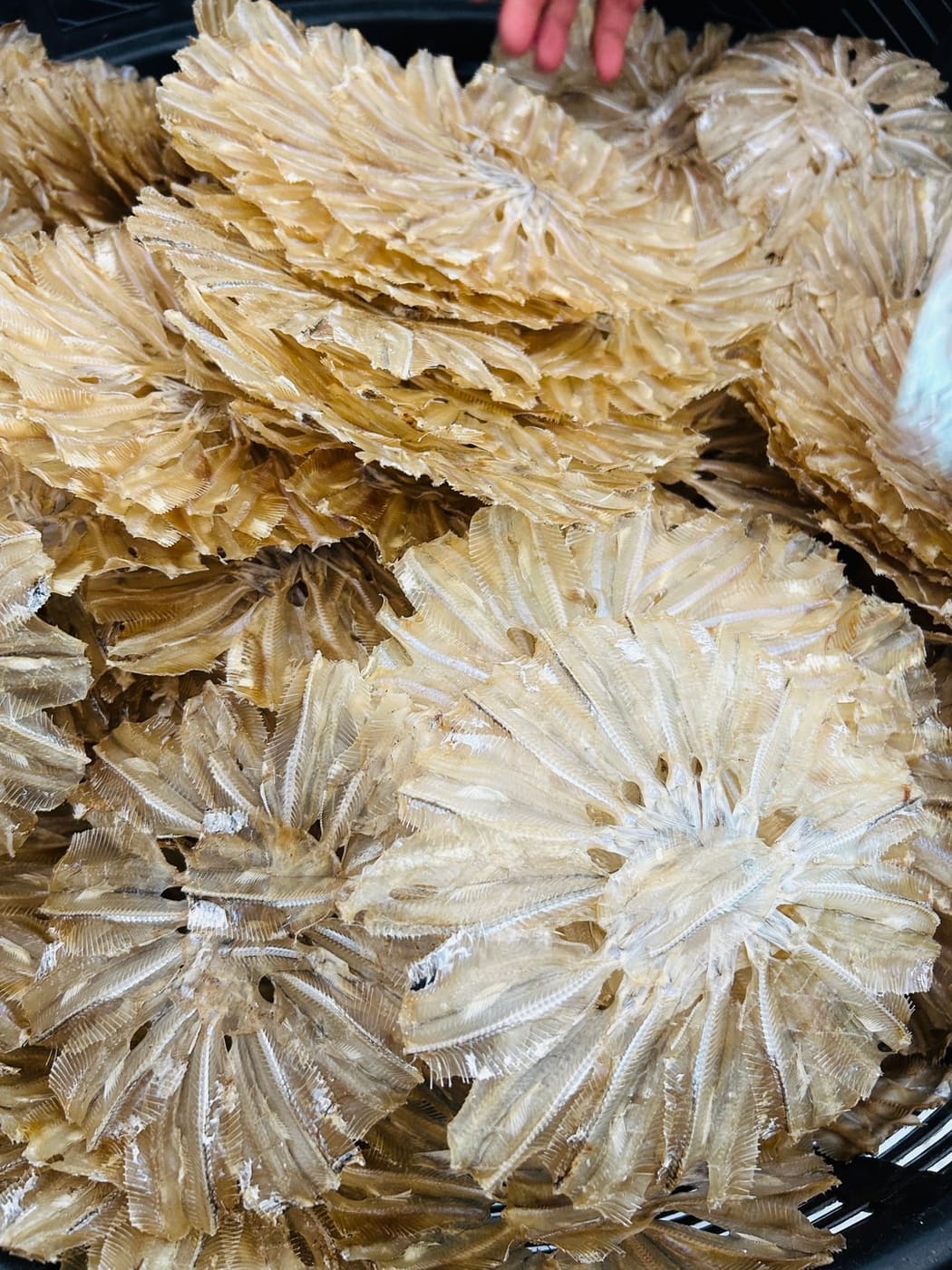 ปลาเกล็ดขาวแห้ง (แบบวง) รูปที่ 3