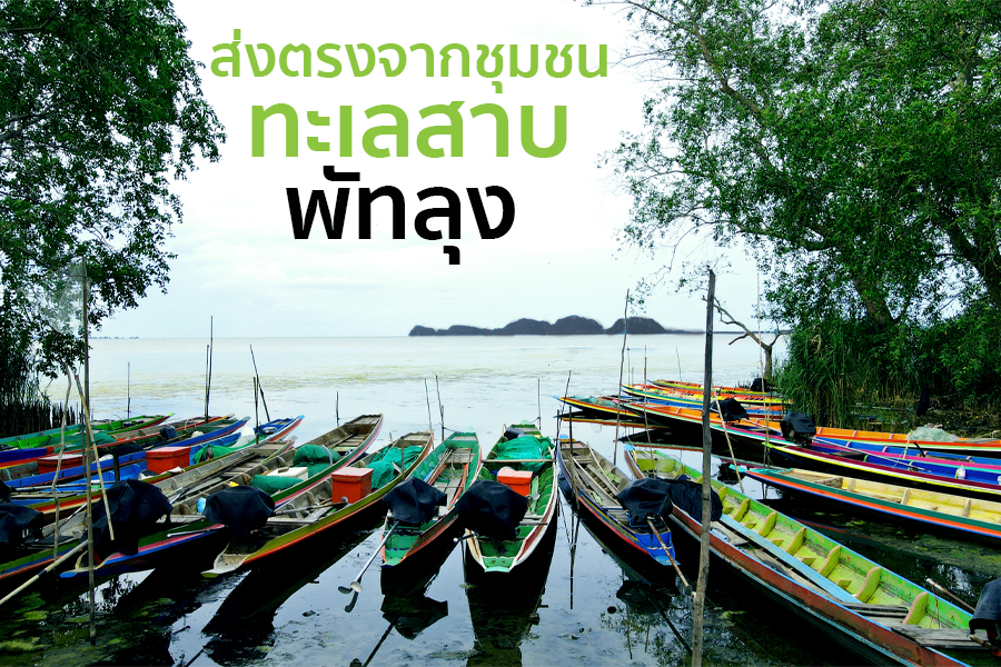 เรือประมงหางยาวจอดเรียงในทะเลสาบพัทลุง ส่งตรงจากชุมชน