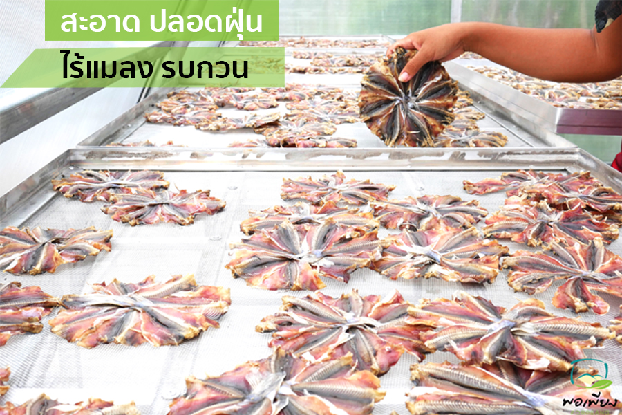 ปลาหัวโม่งวางตากบนตะแกรงในโรงเรือน สะอาด ปลอดฝุ่น ไร้แมลงรบกวน